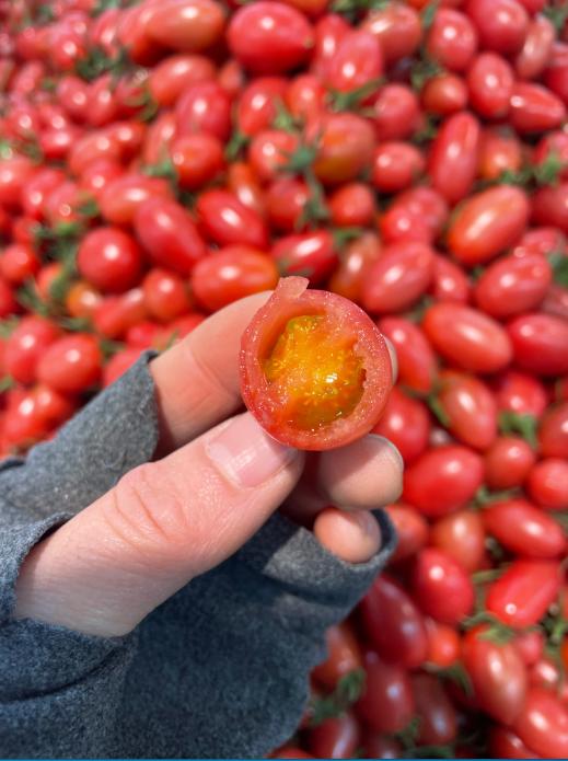 红千玺柿子一斤 商品图0