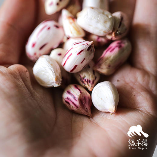 生态七彩鲜花生（中通快递） | 合作生产 *Ecological blooming flowers| Partner Production 商品图4