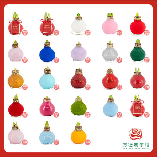 超值体验价!大球石蜡朱顶红 红花   昆明发货! 商品图1