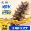 天吉岛 即食海参（0添加） 11-14只（1斤/袋） 商品缩略图0