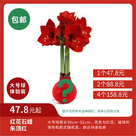 超值体验价!大球石蜡朱顶红 红花   昆明发货!