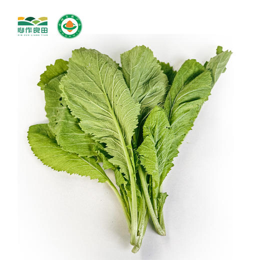 阿林有机种植芥菜 商品图0