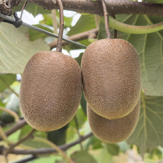 有机阳光黄金（黄心）猕猴桃  多规格可选 产地直发  全国配送（偏远地区除外） 商品图5