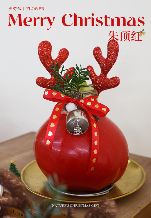 朱顶红 商品图5