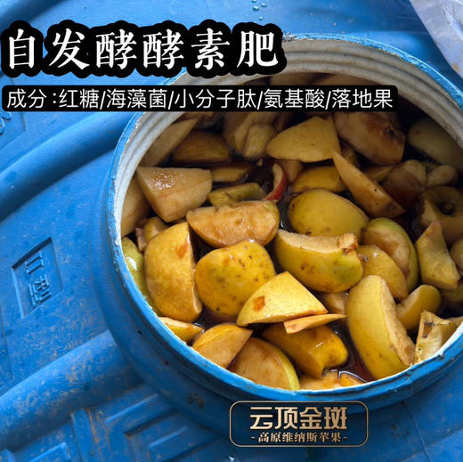 【高原维纳斯苹果】“吃”天然酵素长大的黄金苹果/香甜嫰脆果味浓郁/现摘现发顺丰包邮您收到货后请务必第一时间用保鲜袋装好放冰箱冷藏 商品图4