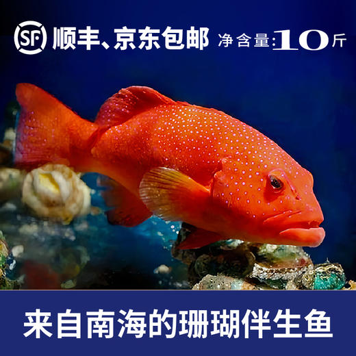 红斑盛宴礼盒（净重10斤） 商品图3