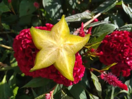 【杨桃干】星星果干 无任何添加 酸甜适宜 商品图1