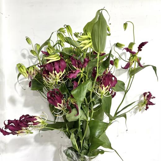 3月21日日本紫色嘉兰（70cm-80cm）-10支易损花材，联系客服拍照发货发出没有售后 商品图0