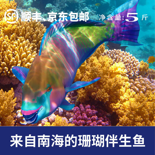 青衣鱼礼盒（净重5斤） 商品图1