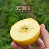 【高原维纳斯苹果】“吃”天然酵素长大的黄金苹果/香甜嫰脆果味浓郁/现摘现发顺丰包邮您收到货后请务必第一时间用保鲜袋装好放冰箱冷藏 商品缩略图1