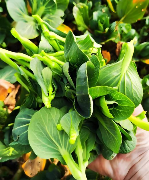 有机青菜苔500g 商品图2