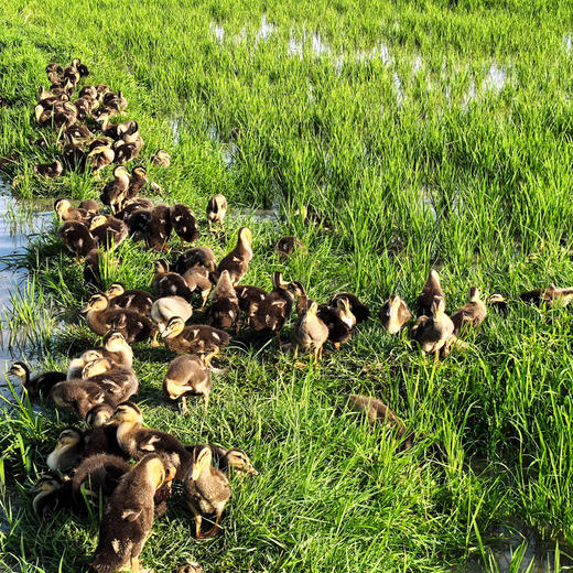 180天稻田散养生态青头鸭4斤左右（不含内脏） 商品图2