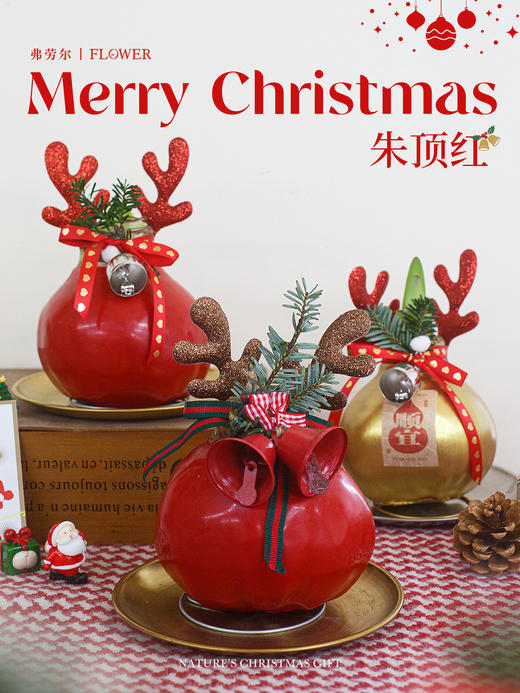 朱顶红 商品图3