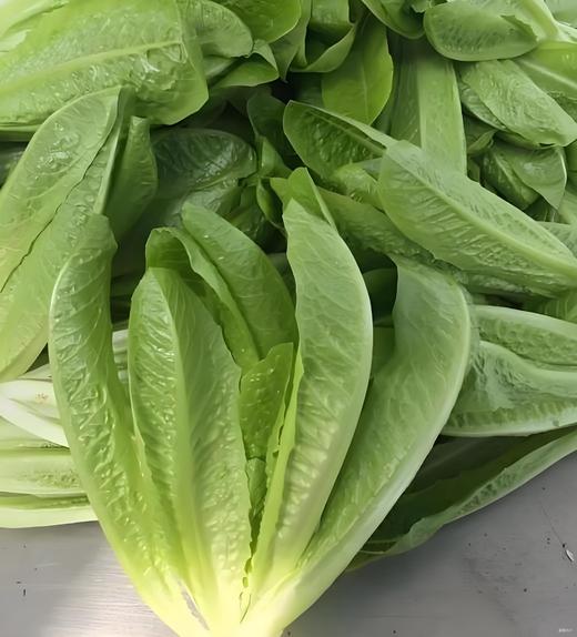 有机罗马生菜 商品图1
