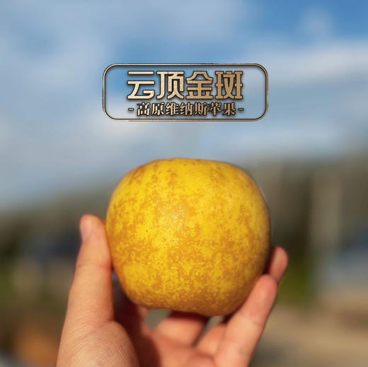 【高原维纳斯苹果】“吃”天然酵素长大的黄金苹果/香甜嫰脆果味浓郁/现摘现发顺丰包邮您收到货后请务必第一时间用保鲜袋装好放冰箱冷藏 商品图0
