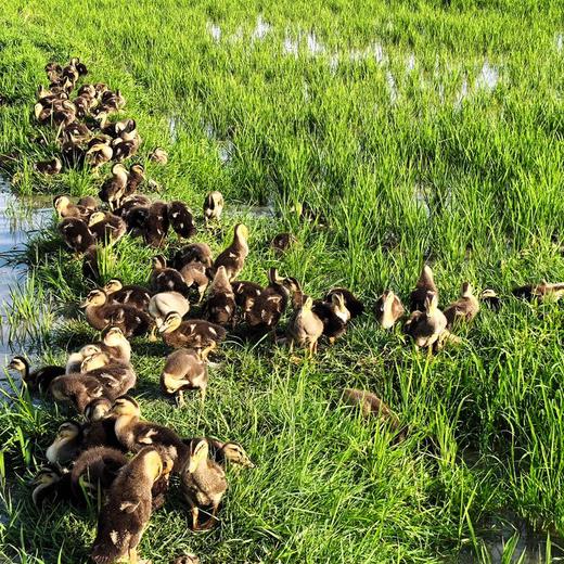 180天稻田散养生态青头鸭4斤左右（不含内脏） 商品图4