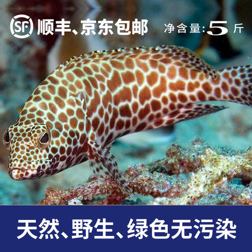 花色石斑礼盒（5斤） 商品图1