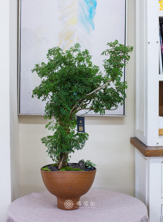 造型羽叶福禄桐 商品图0