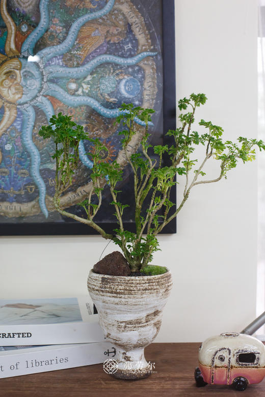 造型羽叶福禄桐 商品图0