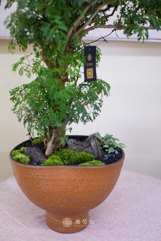 造型羽叶福禄桐 商品图2