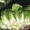沃野青青自产有机白菜  4斤左右（约1-2个） 基地发货 顺丰包邮 商品缩略图4