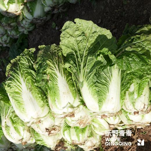 沃野青青自产有机白菜  4斤左右（约1-2个） 基地发货 顺丰包邮 商品图4