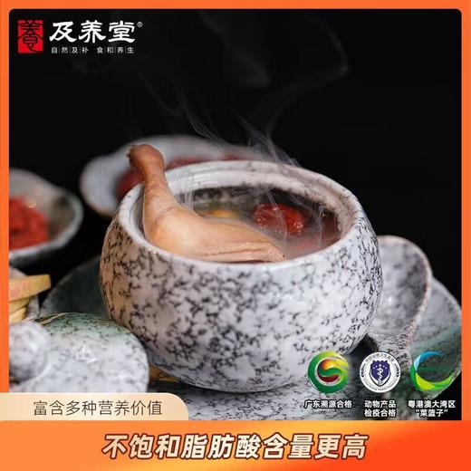 及养堂雪桃鸽 400g/只（冷冻） 商品图3