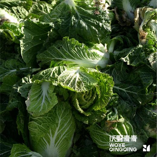 沃野青青自产有机白菜  4斤左右（约1-2个） 基地发货 顺丰包邮 商品图3