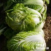 沃野青青自产有机白菜  4斤左右（约1-2个） 基地发货 顺丰包邮 商品缩略图5