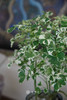 花叶福禄桐 商品缩略图1