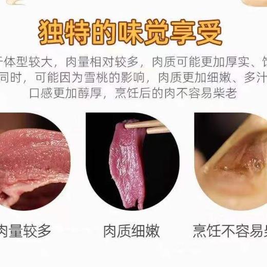 及养堂雪桃鸽 400g/只（冷冻） 商品图5