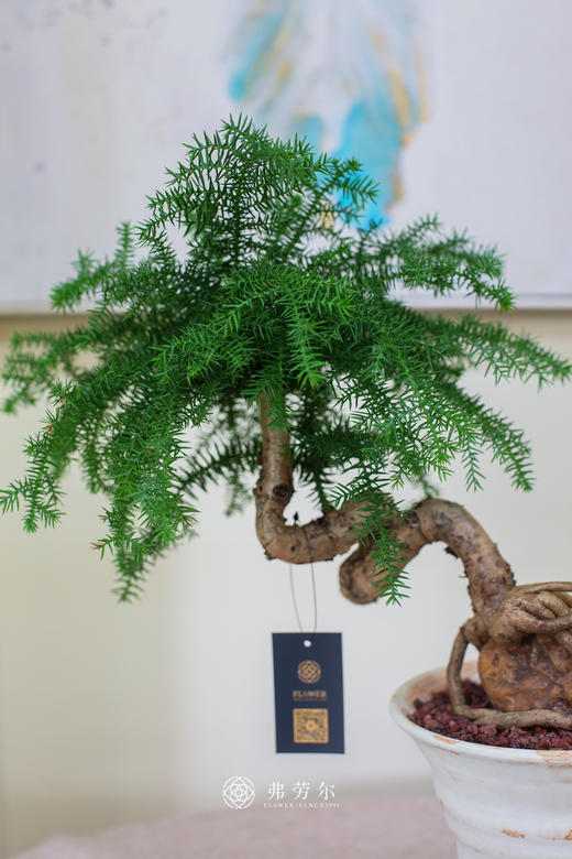 造型澳洲松 商品图2