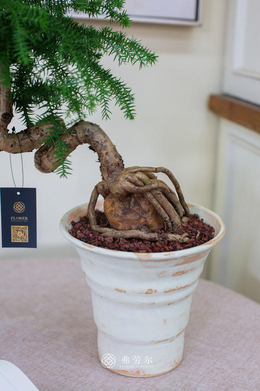 造型澳洲松 商品图1