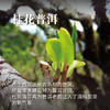 古树陈韵组12入/黑普*4+桂普*4+十年陈普*4(红色磁扣礼盒) 商品缩略图3