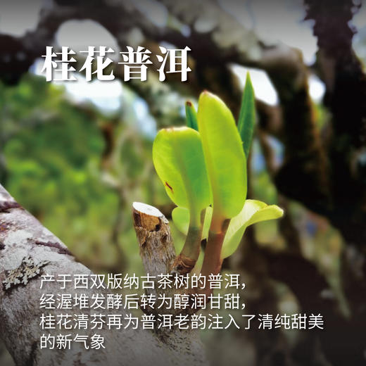 古树陈韵组12入/黑普*4+桂普*4+十年陈普*4(红色磁扣礼盒) 商品图3