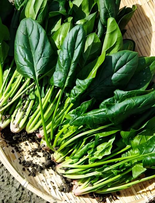 有机菠菜 商品图2