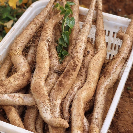 【糯山药】新鲜云南老品种糯山药/炖煮软糯 炒吃脆爽 蒸熟当早餐/易熟不要久炖哦/山药干片山药粉/申通包邮 商品图1