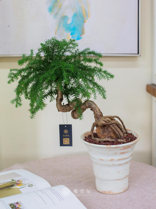 造型澳洲松 商品图0