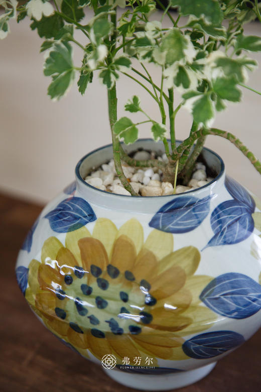 花叶福禄桐 商品图2