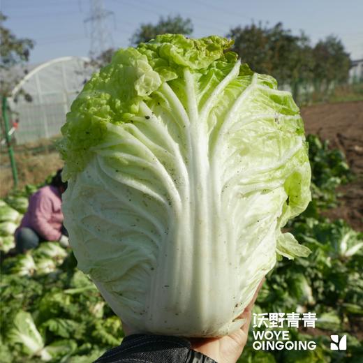 沃野青青自产有机白菜  4斤左右（约1-2个） 基地发货 顺丰包邮 商品图2