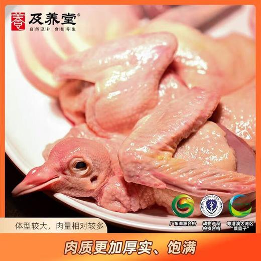 及养堂雪桃鸽 400g/只（冷冻） 商品图4