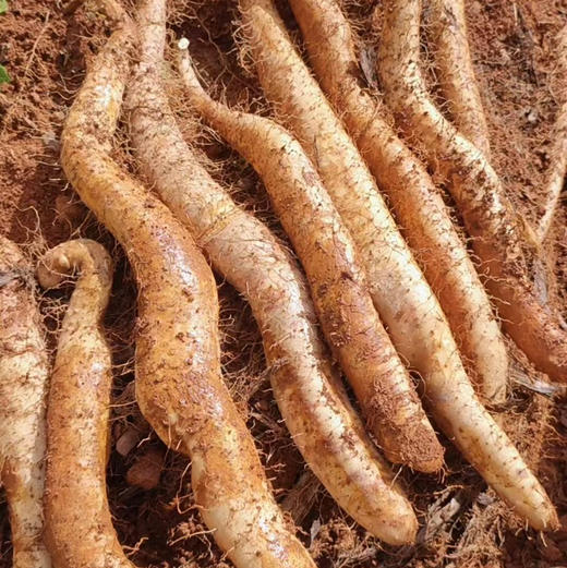 【糯山药】新鲜云南老品种糯山药/炖煮软糯 炒吃脆爽 蒸熟当早餐/易熟不要久炖哦/山药干片山药粉/申通包邮 商品图0