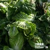 沃野青青自产有机白菜  4斤左右（约1-2个） 基地发货 顺丰包邮 商品缩略图6