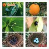 赣南有机脐橙   产地直发全国配送（偏远地区除外） 商品缩略图4