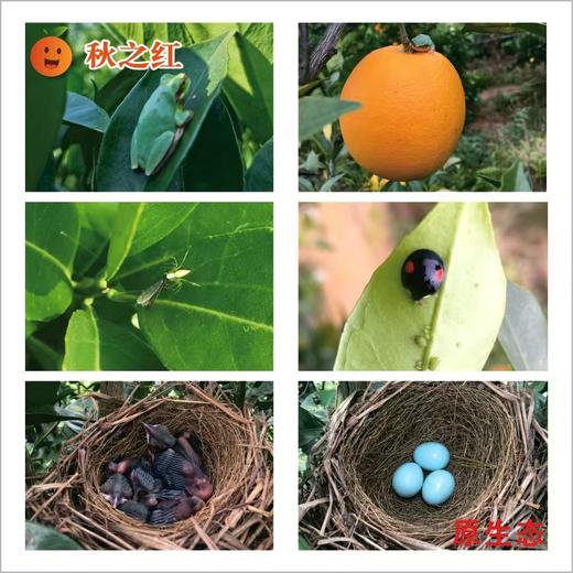 赣南有机脐橙   产地直发全国配送（偏远地区除外） 商品图4