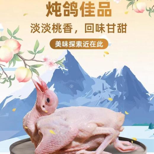 及养堂雪桃鸽 400g/只（冷冻） 商品图0