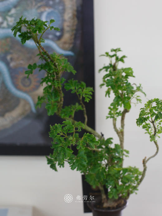 造型羽叶福禄桐 商品图2