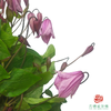 铁线莲 阿柳  10枝1扎 商品缩略图0