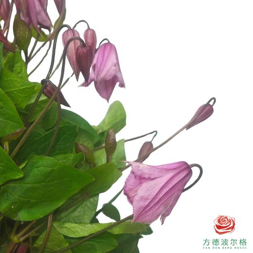 铁线莲 阿柳  10枝1扎 商品图0