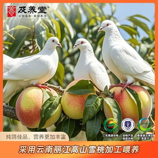 及养堂雪桃鸽 400g/只（冷冻） 商品图2